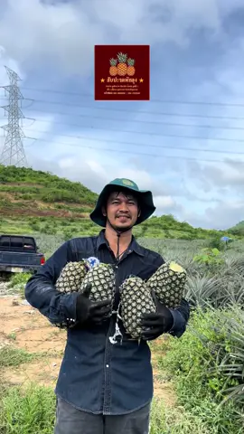 4 ลูก 20 โล 🍍👨🏼‍🌾💵 #สับปะรดทั้งปี🍍🍍🍍 #ชาวสวนยุคใหม่ #สับปะรดพัทลุง #เทรนด์วันนี้ #ปัตตาเวีย #เกตรกรยุคใหม่ #มาแรงในtiktok 