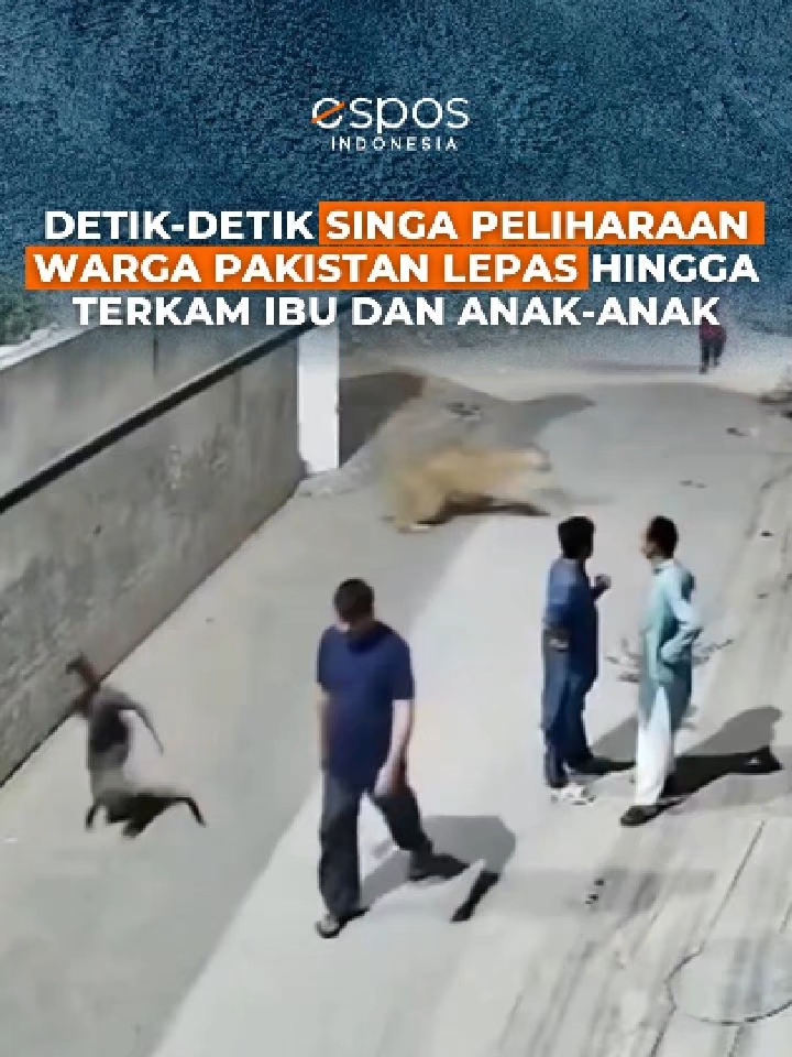 Seekor singa peliharaan warga di Lahore, Pakistan tiba-tiba lepas hingga terkam seorang wanita dan dua anak-anak, pada Rabu (2/7/2025). Dalam video yang beredar, singa tersebut kabur melompati tembok pembatas di sekitar rumah tempat dia dipelihara. Singa tersebut kemudian mengejar dan menyerang seorang wanita yang tengah membawa belanjaanya. Singa tersebut juga menyerang dua bocah berusia tujuh tahun dan lima tahun dengan cakarannya. Ketiga korban yang diserang singa itu telah dilarikan ke rumah sakit setempat, namun luka-luka mereka dinyatakan tidak mengancam nyawa. Kini, singa tersebut telah ditangkap oleh pihak kepolisian dan dikirimkan ke tempat perlindungan satwa liar. Kepolisian setempat juga telah menangkap tiga pria terkait kepemilikan dan insiden serangan singa tersebut. #fyp #fypage #fypシ゚ #fypp #foryou #foryoupage #foryoupagee #trend #trending #trendingvideo #trendingvideos #trendingvideoviral #trendingnews #hotnews #trendingsong #trendingtiktok #trendingnow #trendingreel #trendyyy #viral #viralvideo #viraltiktok #virall #viralnews #viralvideos #viralditiktok #news #tiktok #singa #peliharaan #lepas #singalepas #hewanbuas #satwaliar #berkeliaran #mengejar #kejar #serang #menyerang #warga #ibu #anakanak #pakistan #lahore #lahorepakistan #pakistani #pakistanitiktok #pakistannews