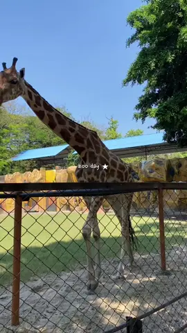 Zoo day  #kebunbinatang #surabayazoo 