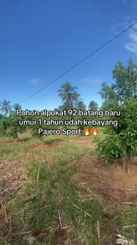 #kebunalpukat #petaniindonesia🇮🇩🇮🇩🇮🇩🌿🌿 #petanialpukat #petanimilenial 