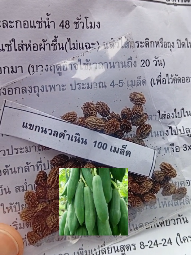 ตอบกลับ @keawja_pareview #มะละกอ #มะละกอแขกนวลดําเนิน #เมล็ดมะละกอ #เมล็ดพันธุ์ผัก #เกษตร #ปลูกผักสวนครัวกินเอง #ปลูกผักกินเอง #รีวิวเกษตรพี่นันท์ 