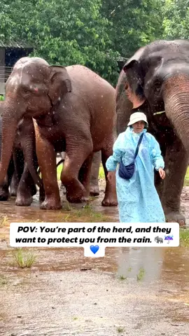 A good herd leader must take care of and protect her members and Faa Mai sees me as one of her own, as part of the herd she leads. When it began to rain, Faa Mai quickly pulled me under her belly to shield me from getting wet. This is just one example of the remarkable kindness and intelligence of elephants. It’s a beautiful reminder that elephants are deeply emotional beings, capable of love, care, and empathy not just for their own kind, but for those they trust. หัวหน้าโขลงที่ดีต้องคอยดูแลปกป้องสมาชิกในโขลง และฟ้าใหม่คิดว่าดิฉันเป็นหนึ่งในสมาชิกของโขลง ในฐานะว่าที่หัวหน้าโขลง พอฝนเริ่มตกฟ้าใหม่รีบคว้าตัวดิฉันไปอยู่ใต้ท้องของเธอเพื่อปกป้องไม่ให้เปียกฝน นอกจากนี้ช้างหลายๆตัวมาช่วยกันบังฝนให้ นี่คือความน่ารักและพฤติกรรมที่น่าทึ่งของช้างค่ะ #LekChailert #ElephantNaturePark #ViralVideo #AnimalLove #POV #ช้าง #สัตว์โลกน่ารัก #Elephant  #Chaingmai #Santuary