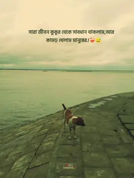 সারা জীবন কুকুর থেকে সাবধান থাকলাম,আর কামড় খেলাম মানুষের.!❤️‍🩹😅 #capcut_edit #treanding #foryoupage #TikTok #tiktokbangladesh🇧🇩 #fyp #🥺💔 
