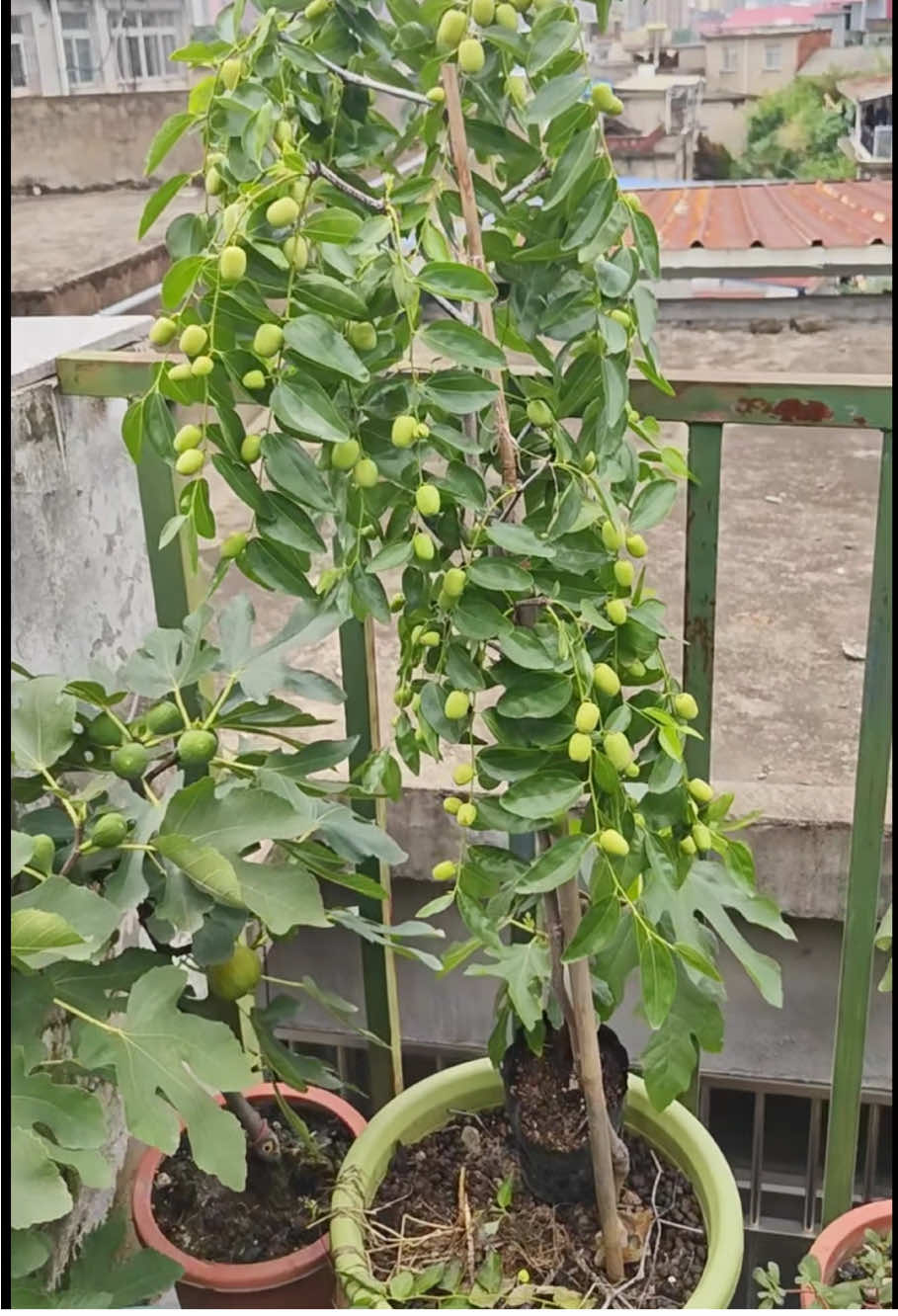 Táo tàu trồng chậu, sau 1 năm là cây cho trái nha mọi người . #xuhuong #taotau #farmsangtao #cayantrai 