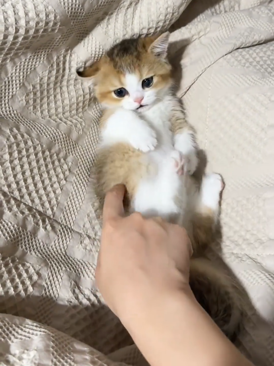 Don't touch me.#pets #kitten #cats #cute 