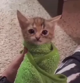 #cats #funnycat #memes #funny #kuching #meowdance 