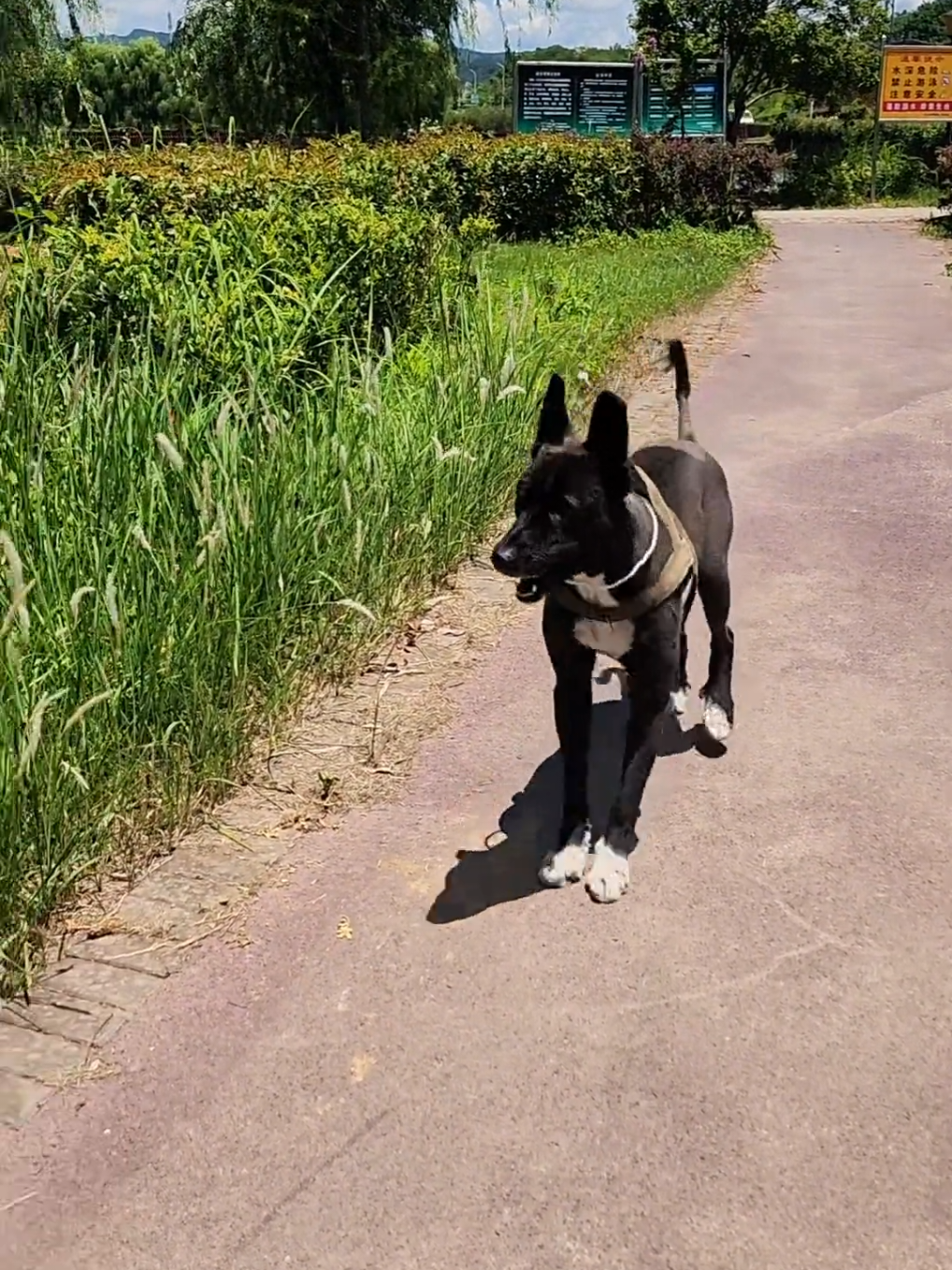 像兔子的狗#pets #dog #dogsoftiktok #宠物 