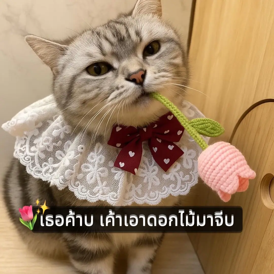 #catnaphotelbkk #cathotelbangkok #catnaphotel #cathotel #โรงแรมแมวลาดพร้าว #โรงแรมแมวกรุงเทพ #รับฝากเลี้ยงแมว #ฝากแมวกรุงเทพ #โรงแรมแมว #มีมแมว #แคปชั่น #คําคม #ฟีดดดシ 
