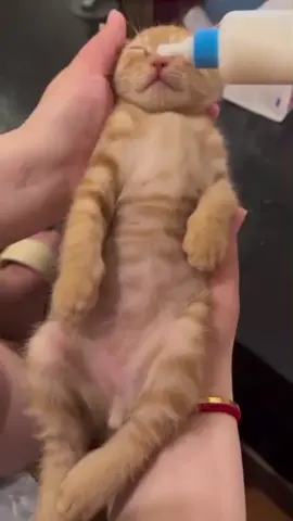 #cutekitty #kittentok #kittensoftiktok #catvideos 