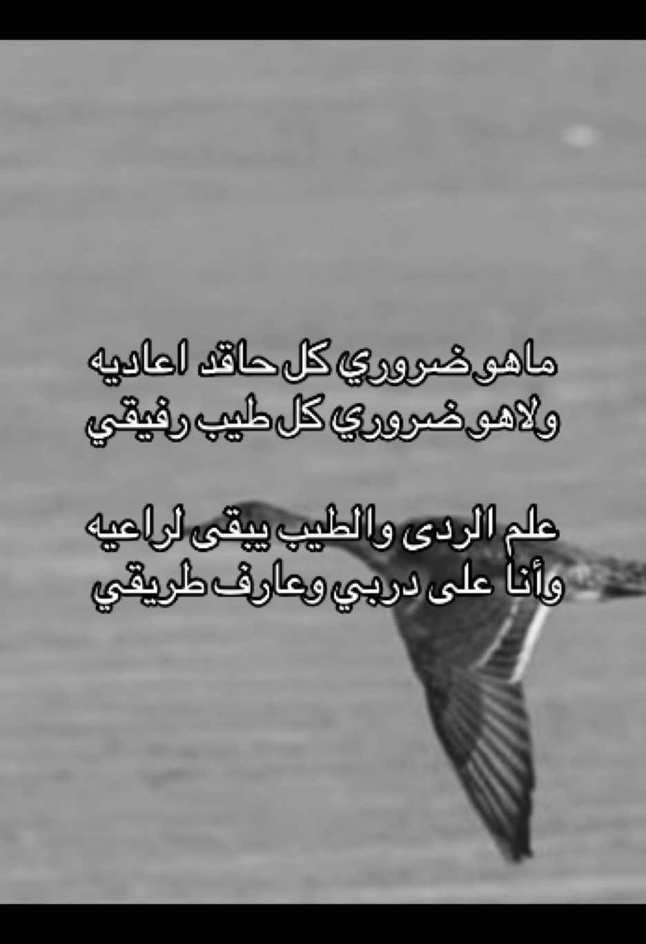 لايك #اكسبلورexplore #fyp #لايك #شعر #مالي_خلق_احط_هاشتاقات🧢 