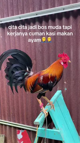 #anaknimport #ayampelipin🇵🇭🐓 #salamkakikiri🐓🐓 