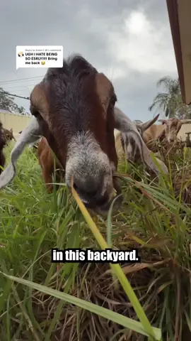 Replying to @Aslan.C.W Goats Day 1. Can’t thank @centralcoastgoats enough for the help on this fun one. #freemowfridays #timthelawnmowerman 