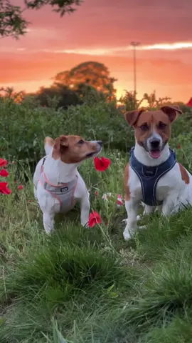 @DOG Copenhagen #dogcopenhagen #dogcopenhagenharness #dogcopenhagenambassador #jackrussellterrier #jackrussell 
