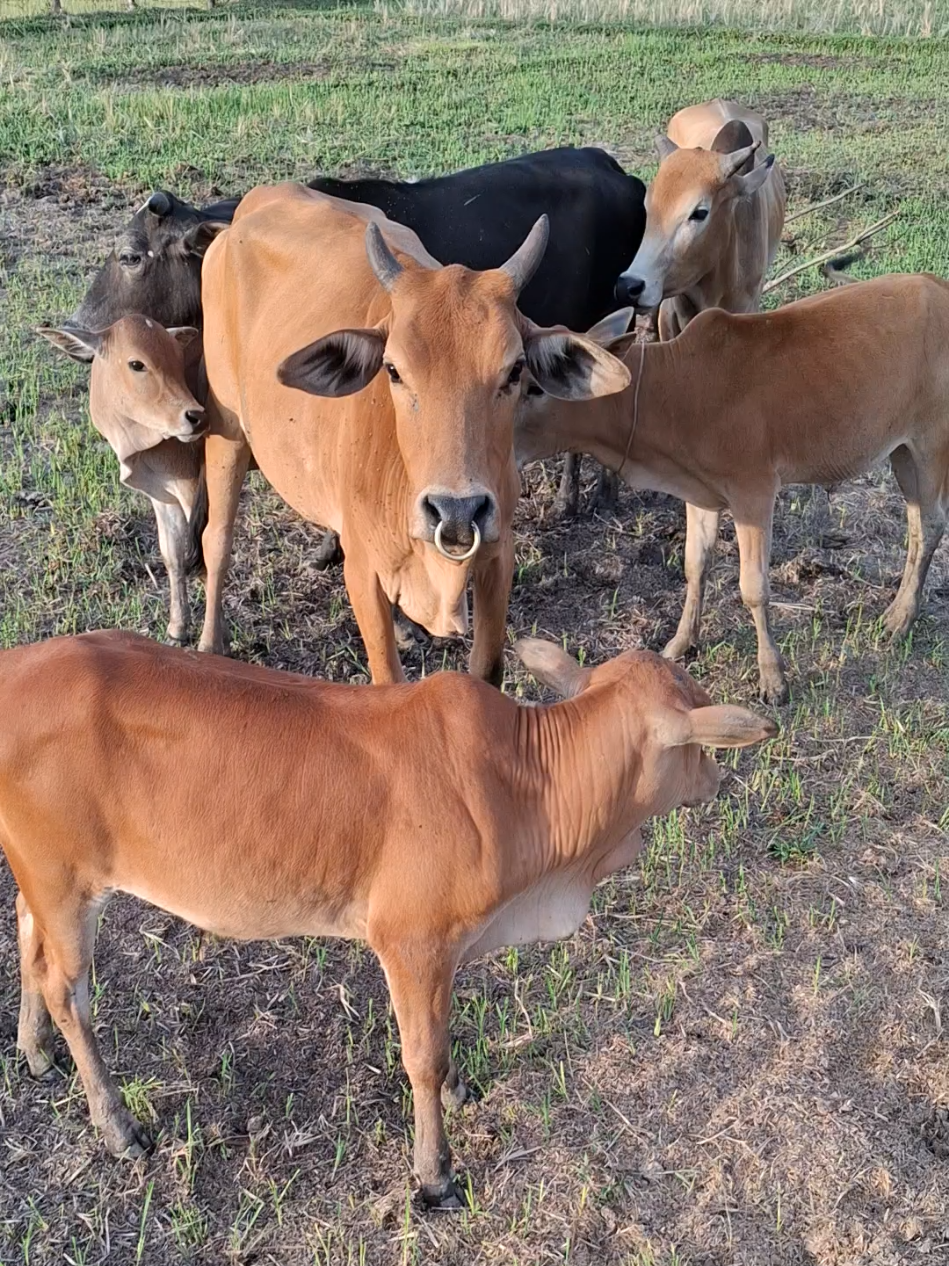sapi lucu #babycow #pageforyou_🔥 #beranda #fyp 