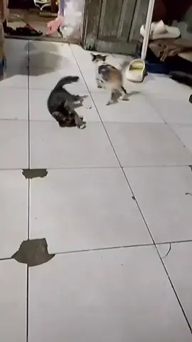 Beginilah kalau dibebaskan 🤦🏻‍♂️ Lasak x,berak gak ada aturan,kencing sembarangan. emang anak