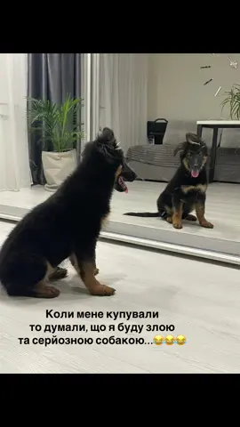 Без коментарів…😂😂😂#німецькавівчарка #приколы 