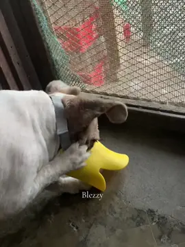 #antibite #dogsoftiktok #dogantibitemouthcover #puppies #shitzudog #fypシ 