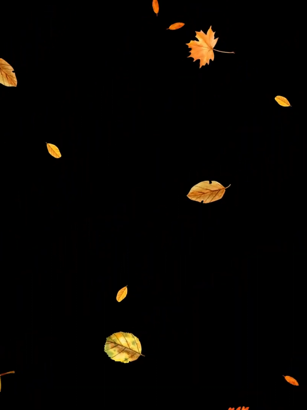 Leaves falling black screen.. #powers#recommended #blackscreen#blackscreeneffect #effects #effect #leaves 