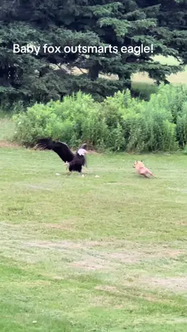 #fox #eagle #fyp 