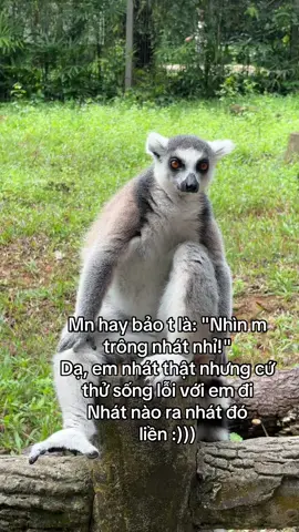 Thử đi rồi biết  #GreenCreator #vinpearlgolf #Vinpearl #VinWonders #dulich #vcreator #WonderSummer2025 #vinpearlsafariphuquoc #animals #viral #yeudongvat #kingjulien #madagascar 