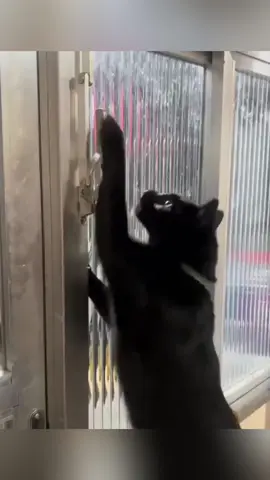 What secret mission are they carrying out?🐱🕵️‍♀️ #cat #cats #tiktok #catsoftiktok #funny #funnyvideos #pet #foryou 