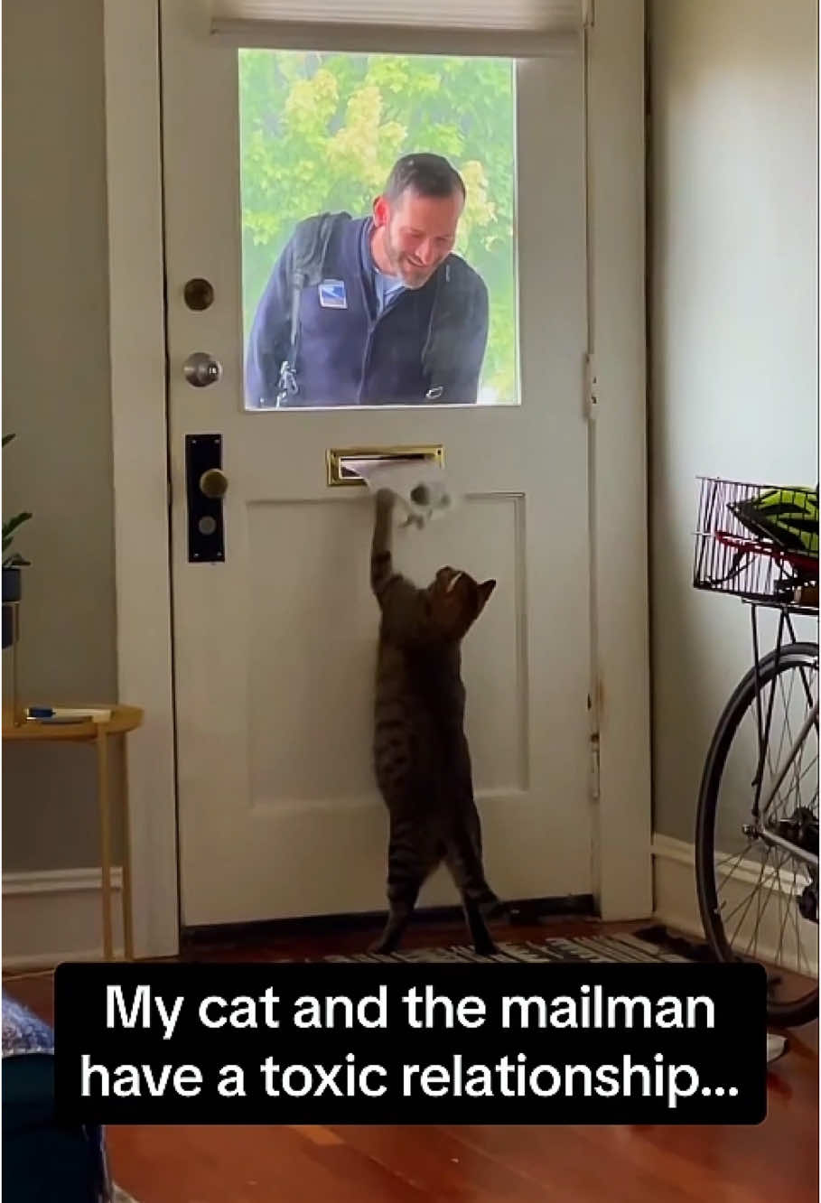 Cats and delivery personnel 🤣🤣#cat#catsoftiktok #cats #deliverydriver #catoftheday #walenyc