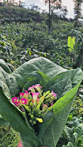 Bukete wong temanggung bagian gunung 😂#temanggung #xyzbca #jawatengah #temanggunghits #tembakautemangung 