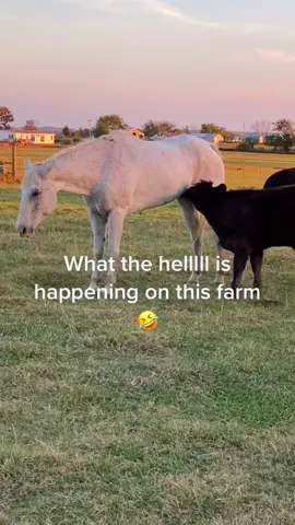 What’s going on in this farm 🤣#farmlife #fyp #animals #funny #crazy #farm #farmanimals #fouryou #fpy 