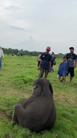 Ngurusin ade lagi tantrum😋 #gajah #waykambas #lampung #tamannasionalwaykambas🐘 #gajahviral #gajahnisa #anakgajah #lucu #gajah 