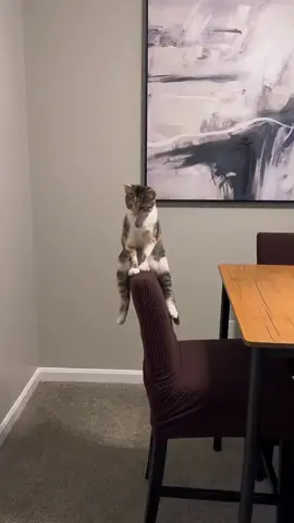 #cat #cats #cute #funny #sad 