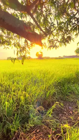 คิดถึงฉันไหมเวลาที่เจอ🌄🌾#ท้องฟ้า⛅🌈 #วิวธรรมชาติบ้านเรา🌄 #เธรดเพลง #ทุ่งนาบ้านนอก #ยืมลงสตอรี่ได้นะ #เธรด #ตอนเย็น #วิวบ้านนอก🍃 #หนองบัวลําภู 