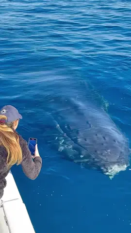 free whales #wonderfulocean 