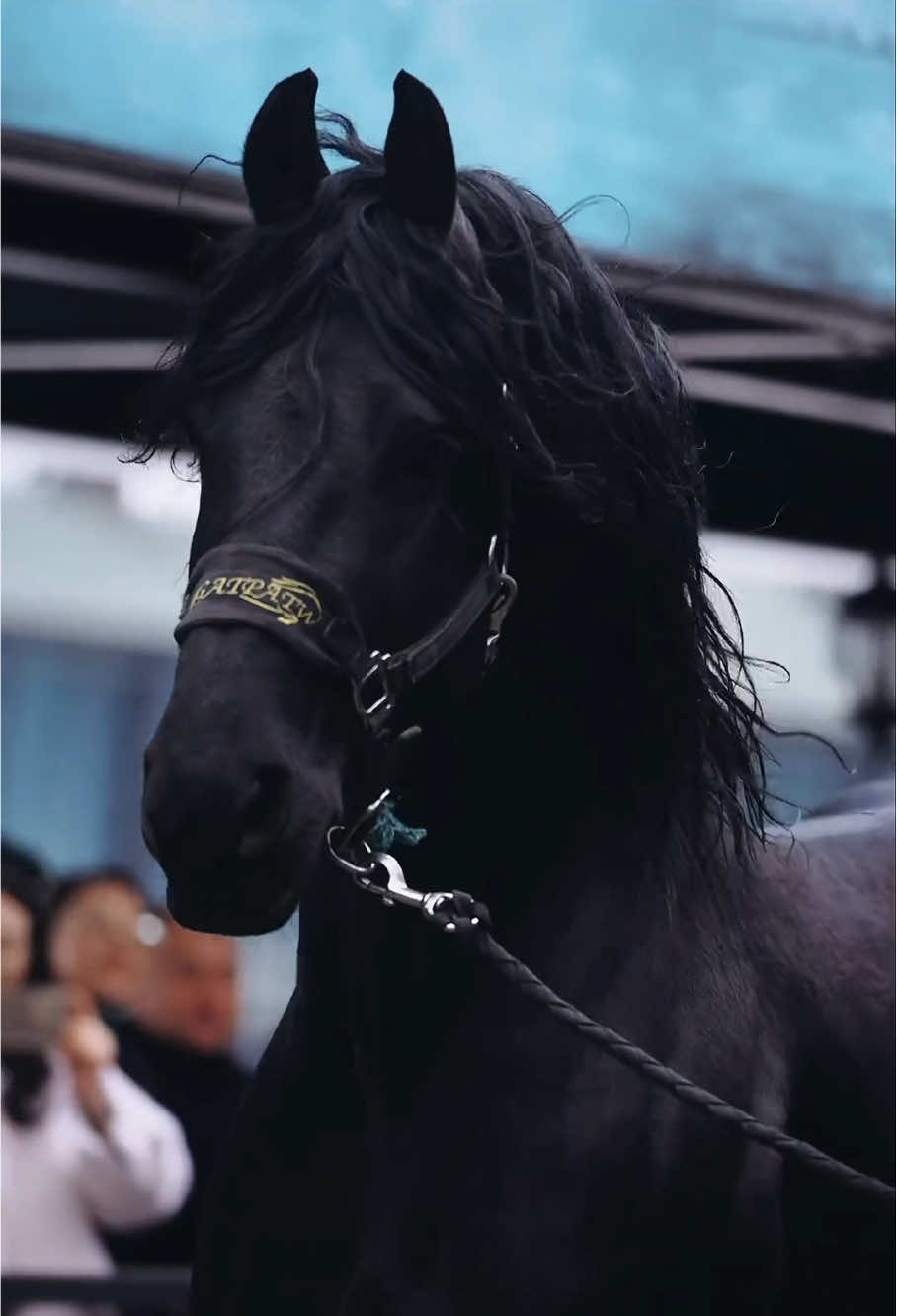Handsome horse#horse #horses #horsesoftiktok #farm #farmlife #funny#cute