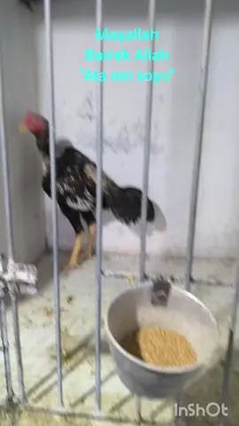 Ata x Belçikalı