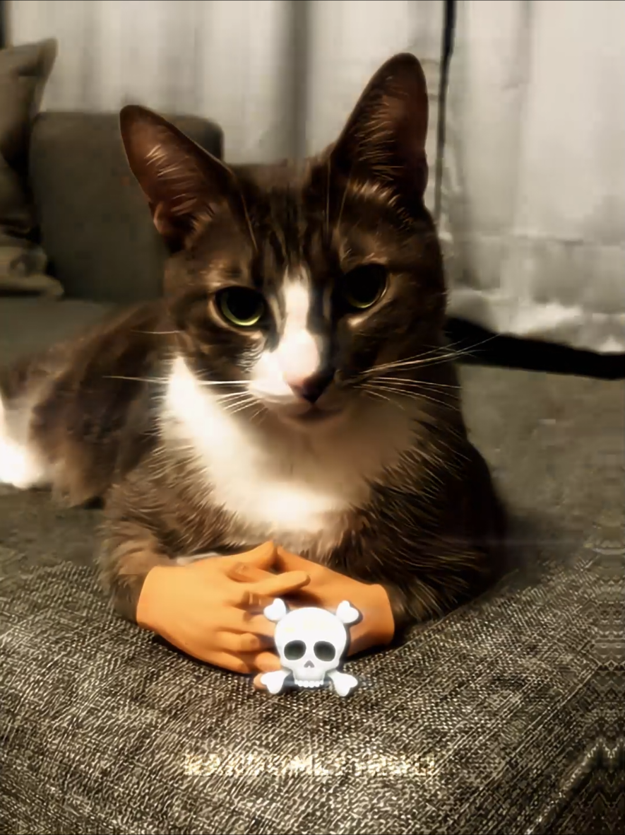 Cats with toy hands #troll #trollface #cat 