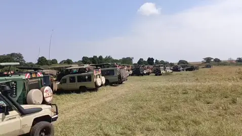 It's that time again... The great Migration is here!🦓🦓🌍 📍Masai Mara #wildebeest #wildebeestmigration2025 #magicalkenya #migrationseason #masaimara 
