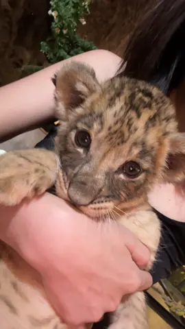 Welcome to our princess Mali 👑 Mali🦁：first selfie🤳Who is this 🫵 #theglasshouselioncafe #lion #phuket #cute #lionbaby #lioncafe #pet #voyage #fyp #tiktoklive 