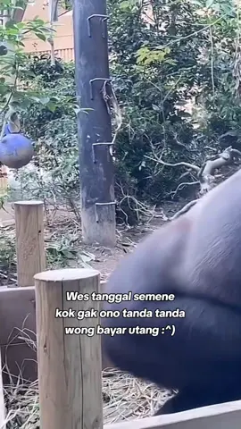 #fypp ditelpon ra diangkat, dichat ora diwoco😪#katakata #sindiran #bayarutang #sedih #bingung #storytime #storywa #fyip #fypage #foryou #fyp #masukberanda #berandatiktokterbaru #puitekchanel #gorilla #sadvideos #sadvibes🥀 #capcut 