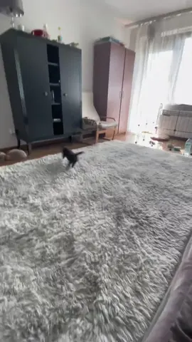 #douyin #tiktok #china #fpyシ #fpy #cute #rabbit #cuterabbit #lol #wow #rabbits 