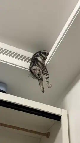#cat #cats #cute #funny 
