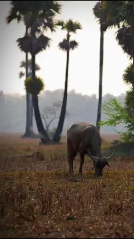 #ចម្រៀងខ្មែរ#fypシ🌾🌺 