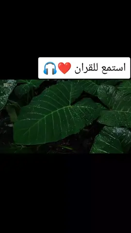 اسلام صبحي || انما اشكو بثي وحزني الى الله ||متابعه للحساب ❤️🎧#اسلام_صبحي #الله_اكبر #اللهم_صلي_على_نبينا_محمد #قرأن #راحه_نفسيه #fyp 