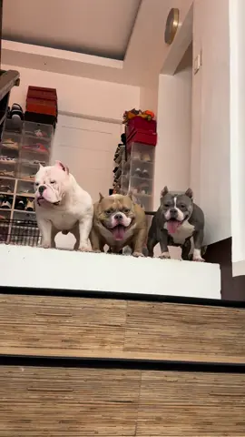 Not so little American Bullies @Neil Bryant #americanbullyofficial #AmericanBully #americanbullylover 