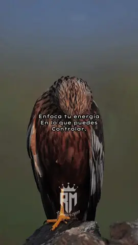 Enfoca tu energía en lo que puedes controlar-Epicteto 🗿 #filosofia #epicteto #foryou #parati #viral #motivation #motivationalquotes #discipline #focus #consejos #fypシ 