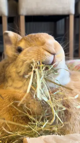 Just a bunny stuffing her face 🐰 #bunnytok #bunnyeating #creatorsearchinsights #bunny #rabbits 