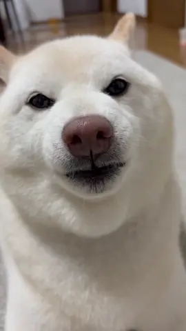 「うん」の勉強中‼️ #犬 #柴犬 #白柴 #shibainu #山崎製パン #ダブルソフト 