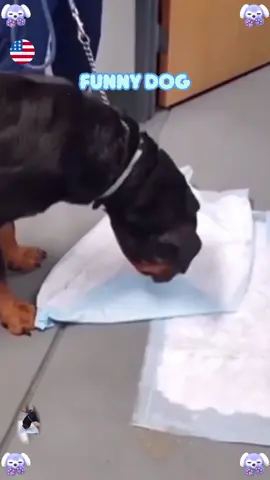 #foryou #dog #funnydog #dogsoftiktok #funnytiktok #tiktok #funnyvideos #funny #malinois