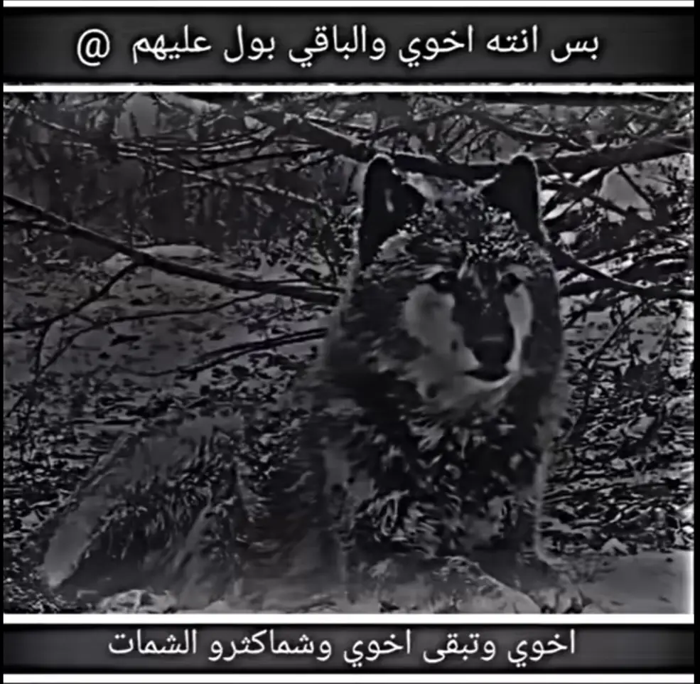 #مشاهير_تيك_توك 