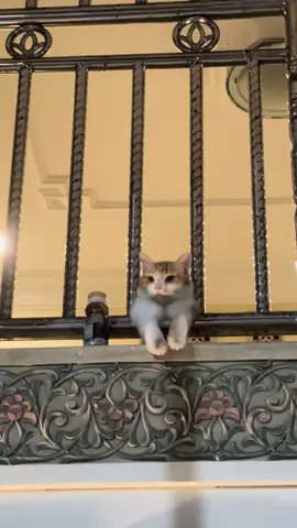 Lagi enak2 nongki, emak di dalam manggil ya elah lagi asik nih🤸‍♂️🤙#sadvibes🥀 #kucingtiktoklucu #catsoftiktok #kucinggalau #kucingoren #xyzbca #kucinggemoy #fyp 