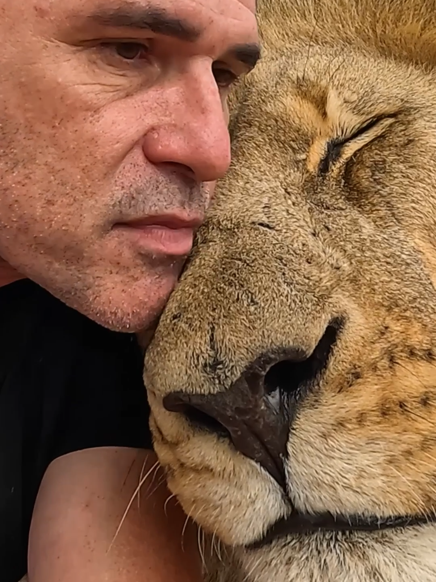 How do LIONS communicate? Check out today's Youtube video! #cat #cattok #lion #kittycat #africa #nature #lionking